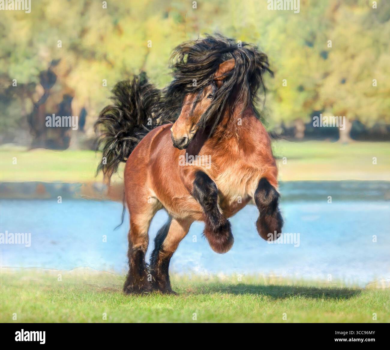 Adulte mâle Ardenne Horsestallion se défoule dans l'herbe devant l'eau de l'étang bleu. Photo numérique stylisée Banque D'Images