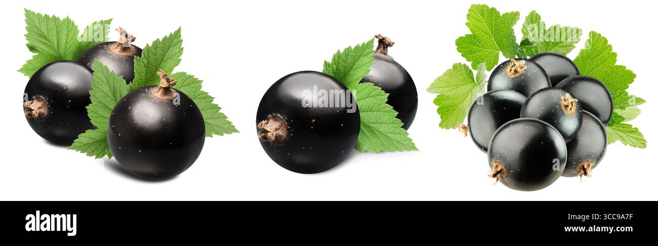 collection de groseilles noires isolées sur un fond blanc. Banque D'Images