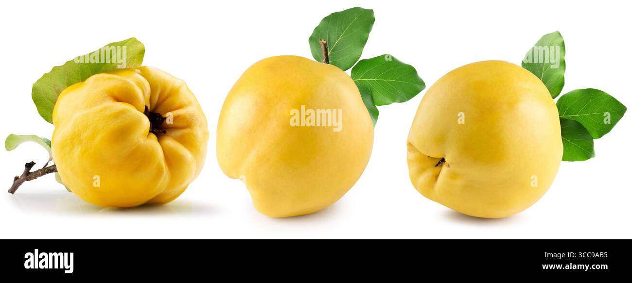 collection de coings isolés sur fond blanc. Banque D'Images