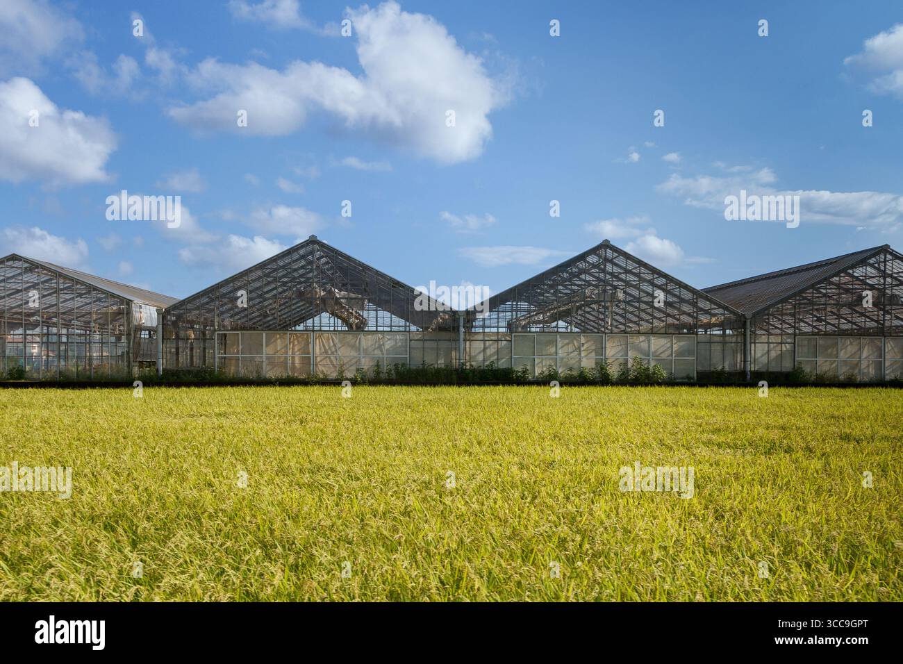Serres entourées de champs de riz dans la zone rurale de Kanagawa, Japon. Banque D'Images