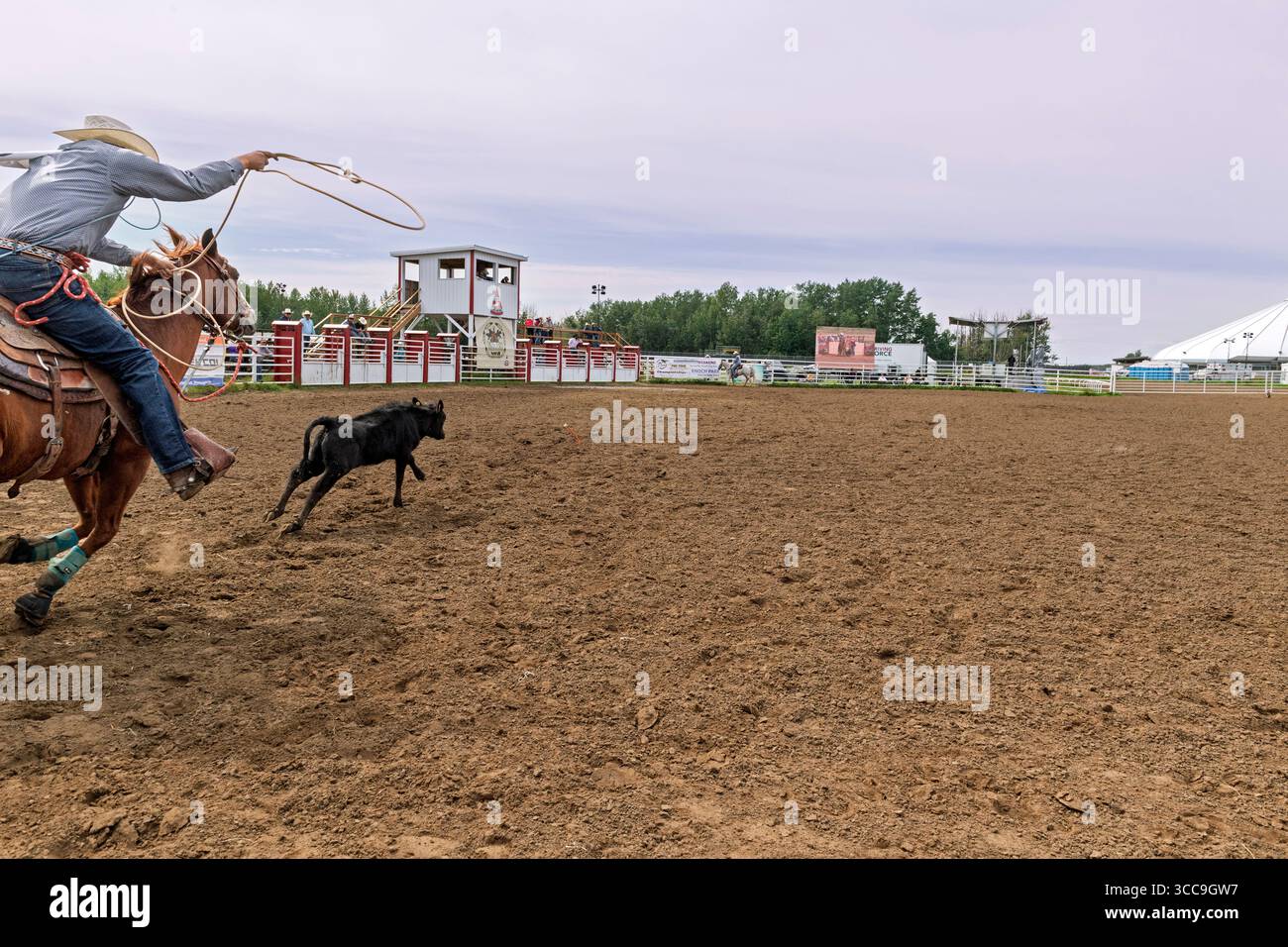 Cow-boy à cheval tente habilement de lasso un veau dans un événement de rodéo palpitant capturé lors de l'Enoch Indian Rodeo Alberta Canada Banque D'Images