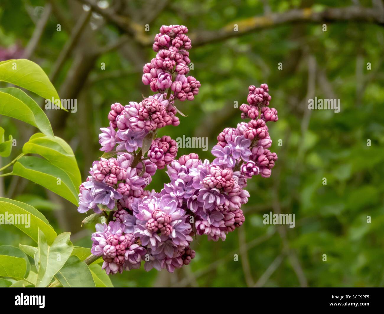 Syringa vulgaris avec des fleurs violettes doubles vives qui fleurissent dans un jardin printanier. Lilas apprécié dans le jardinage, la parfumerie, et la botanique pour sa beauté et swe Banque D'Images