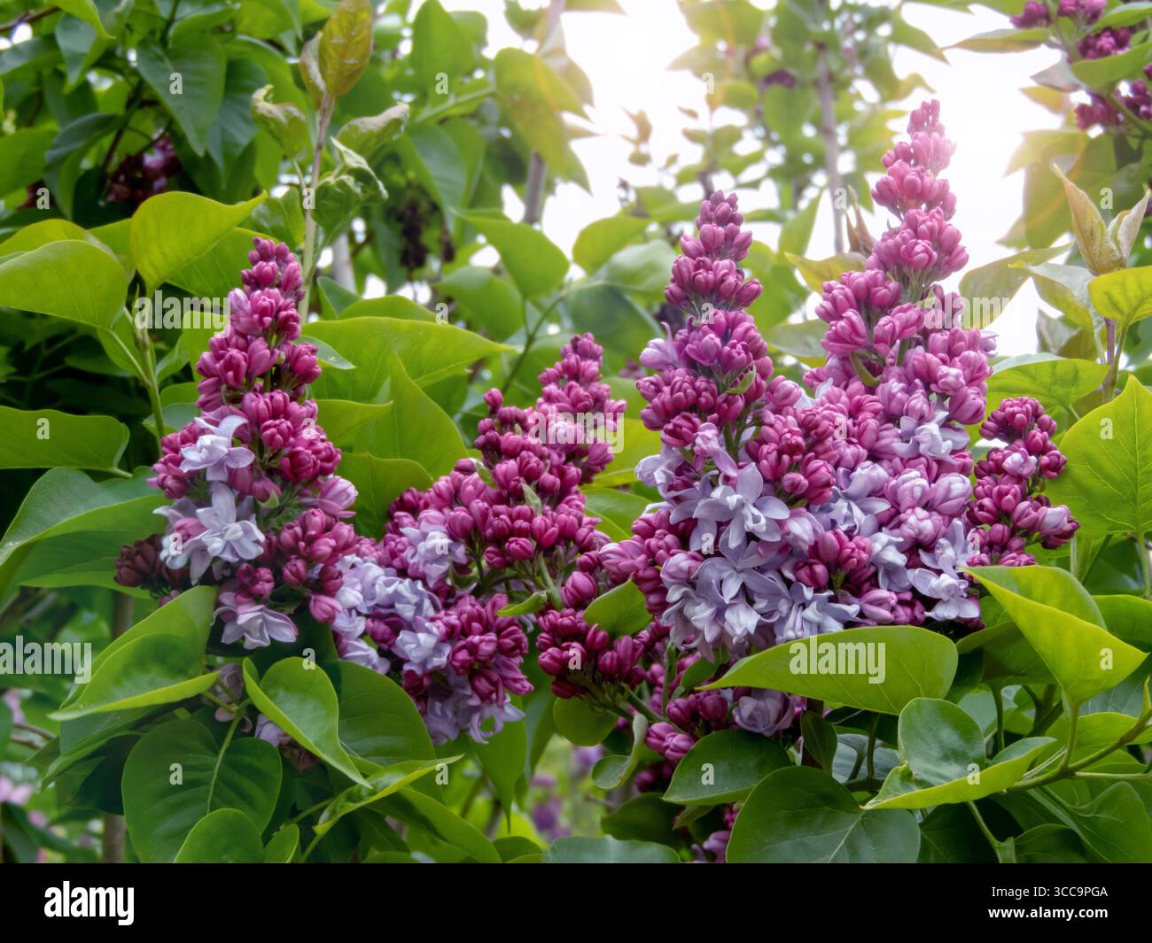 Grappes de bourgeons ovales lilas-violets et de fleurs doubles bleutées-lilas fleurissant sur un arbuste lilas printanier. Banque D'Images