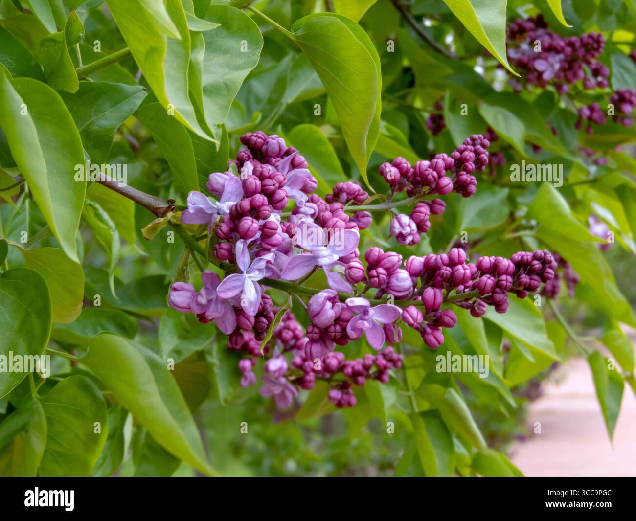 Des bourgeons lilas-violets et des fleurs doubles bleutées-lilas fleurissent sur un arbuste lilas luxuriant au printemps. Syringa vulgaris. Banque D'Images