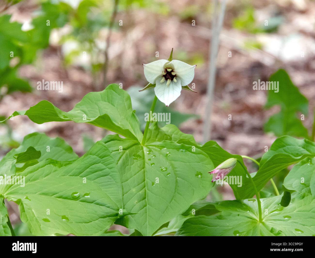 Fleurs blanches et feuilles vertes de Trillium simile connu sous le nom de wakerobin bijou ou trillium blanc doux. Fleurs sauvages des bois indigènes valorisées en botanique, gar Banque D'Images