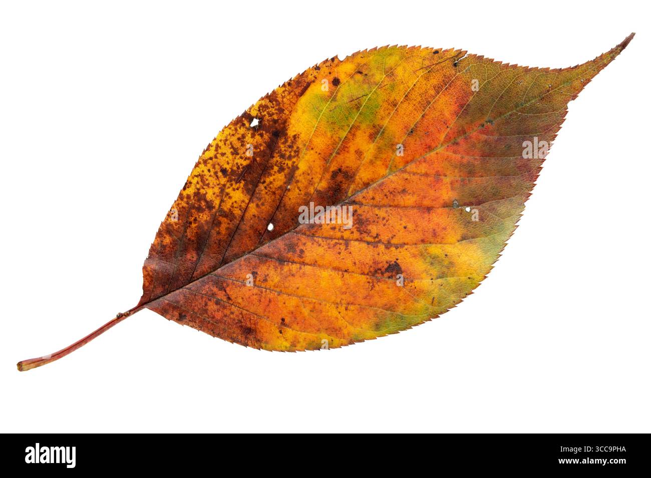 Feuille d'automne colorée dans des tons jaunes, rouges et verts avec des taches et des dommages isolés sur fond blanc. Symbole de changement saisonnier et texture naturelle Banque D'Images