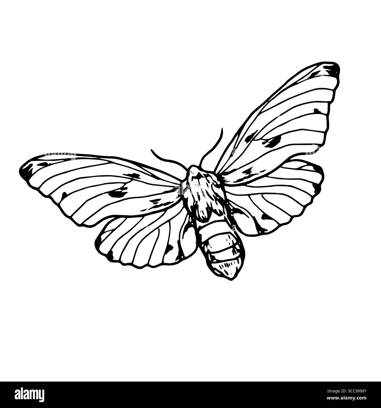 Papillon élégant avec de grandes ailes, croquis noir et blanc. Illustration vectorielle.papillon faucon géant, isolé sur un fond blanc. Le thème des insectes Illustration de Vecteur