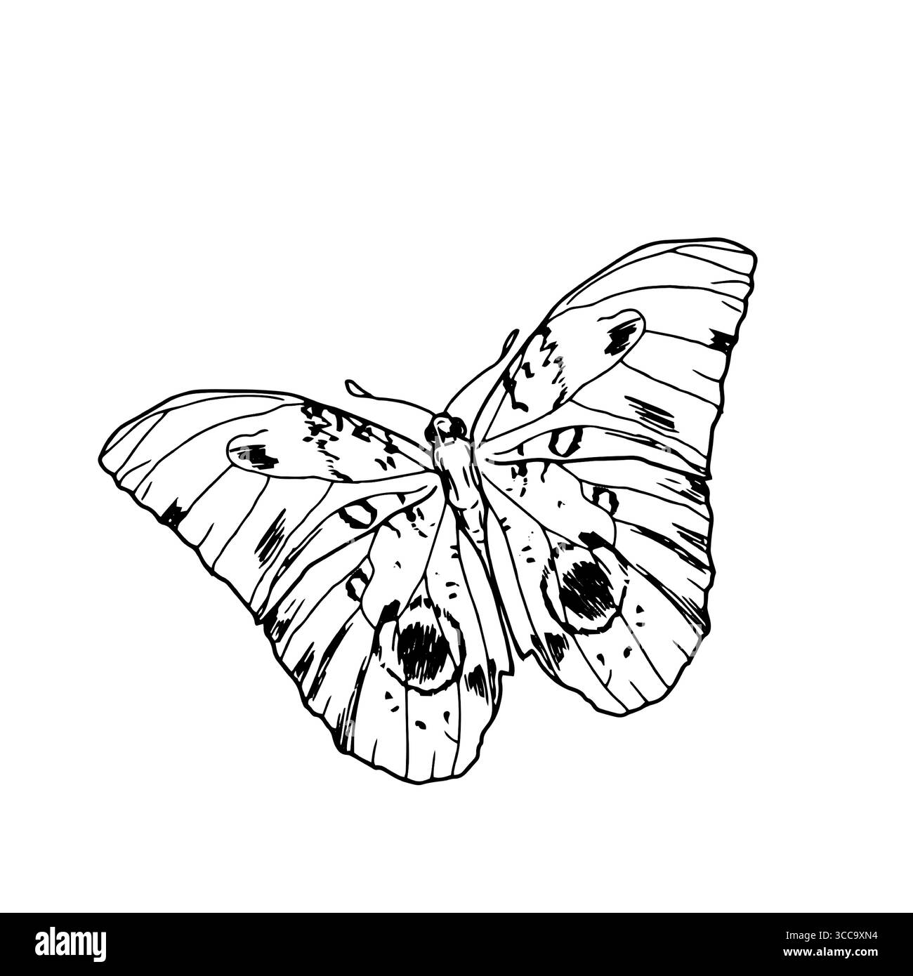 Papillon gracieux avec des ailes, croquis noir et blanc. Illustration vectorielle. Silhouette d'un papillon caligo, isolé sur un fond blanc. Le Illustration de Vecteur