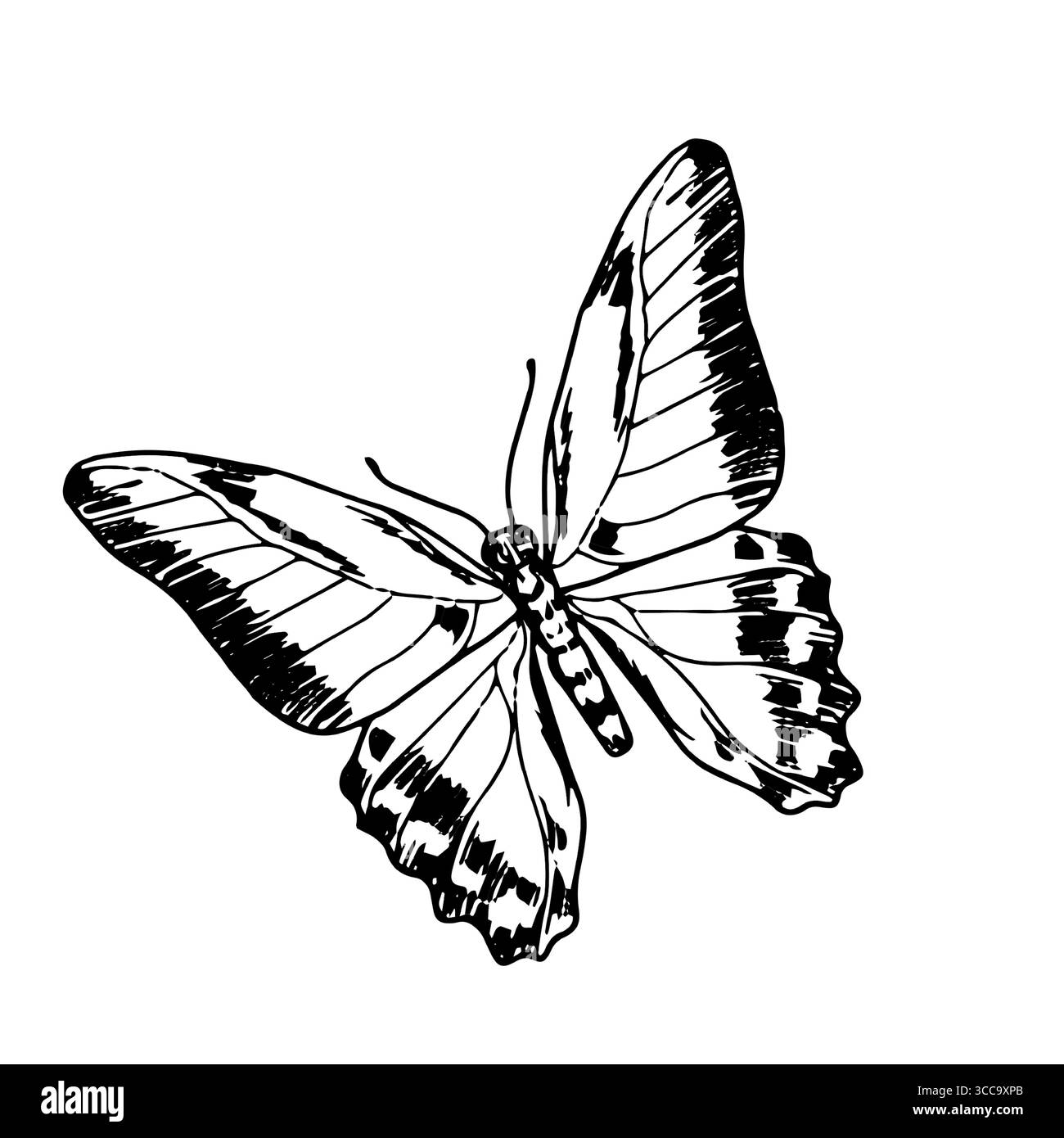 Papillon gracieux avec des ailes, croquis noir et blanc. Illustration vectorielle. La silhouette d'un papillon de voilier est isolée sur un fond blanc Illustration de Vecteur