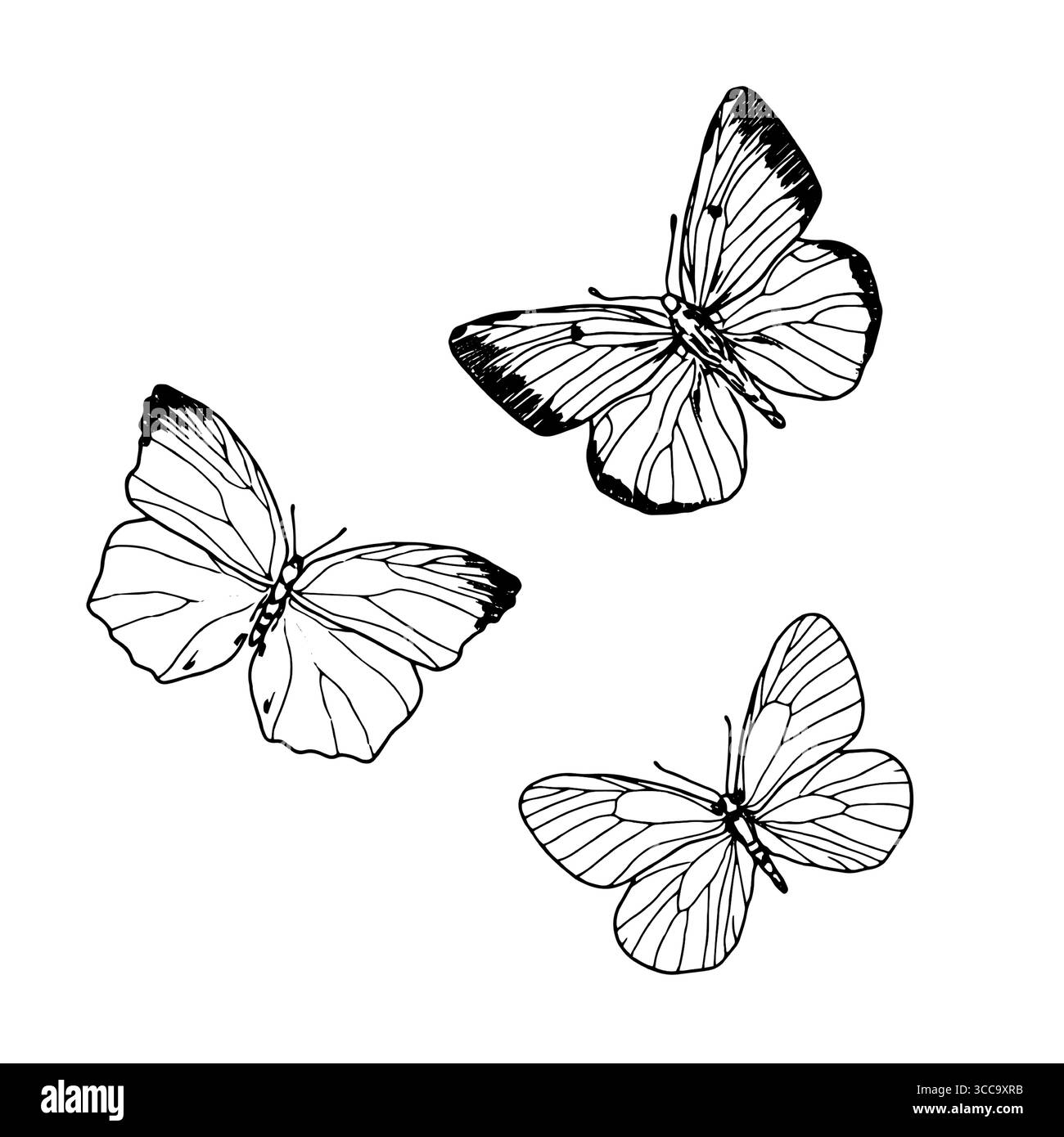Papillon élégant avec de grandes ailes, croquis noir et blanc. illustration vectorielle. Un ensemble de silhouettes, des papillons argousier, est isolé sur un blanc Illustration de Vecteur