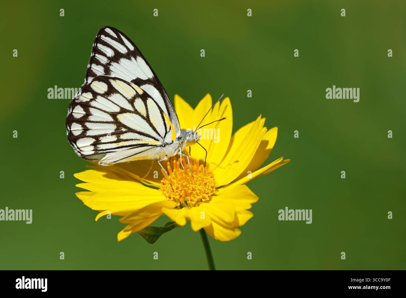 Un papillon blanc à veines brunes (Belenois aurota) assis sur une fleur jaune, Afrique du Sud Banque D'Images