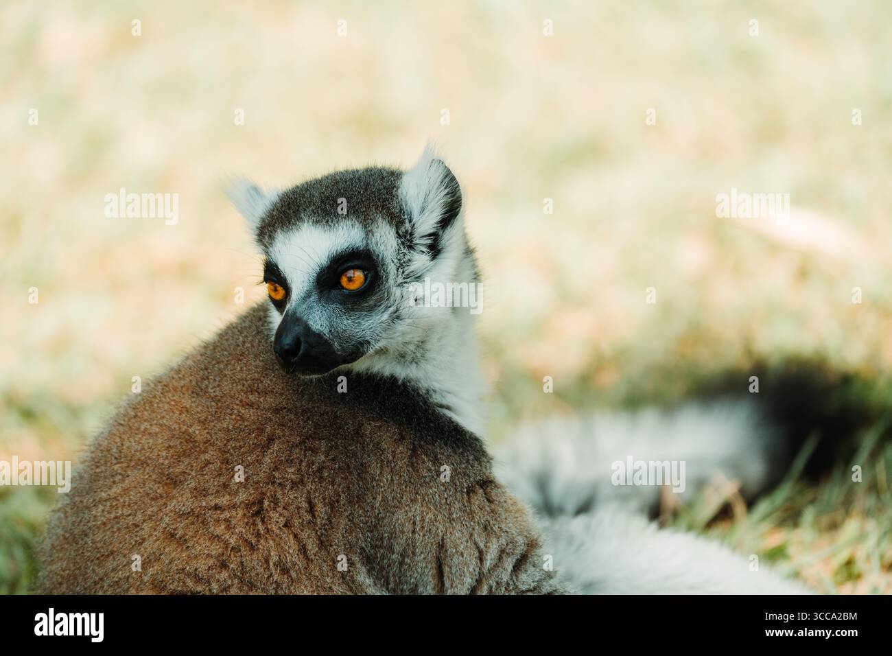 Lémuriens à queue annulaire, suricates et koalas observés au zoo Australia Zoo, Queensland, dans un comportement ludique et reposant. Banque D'Images