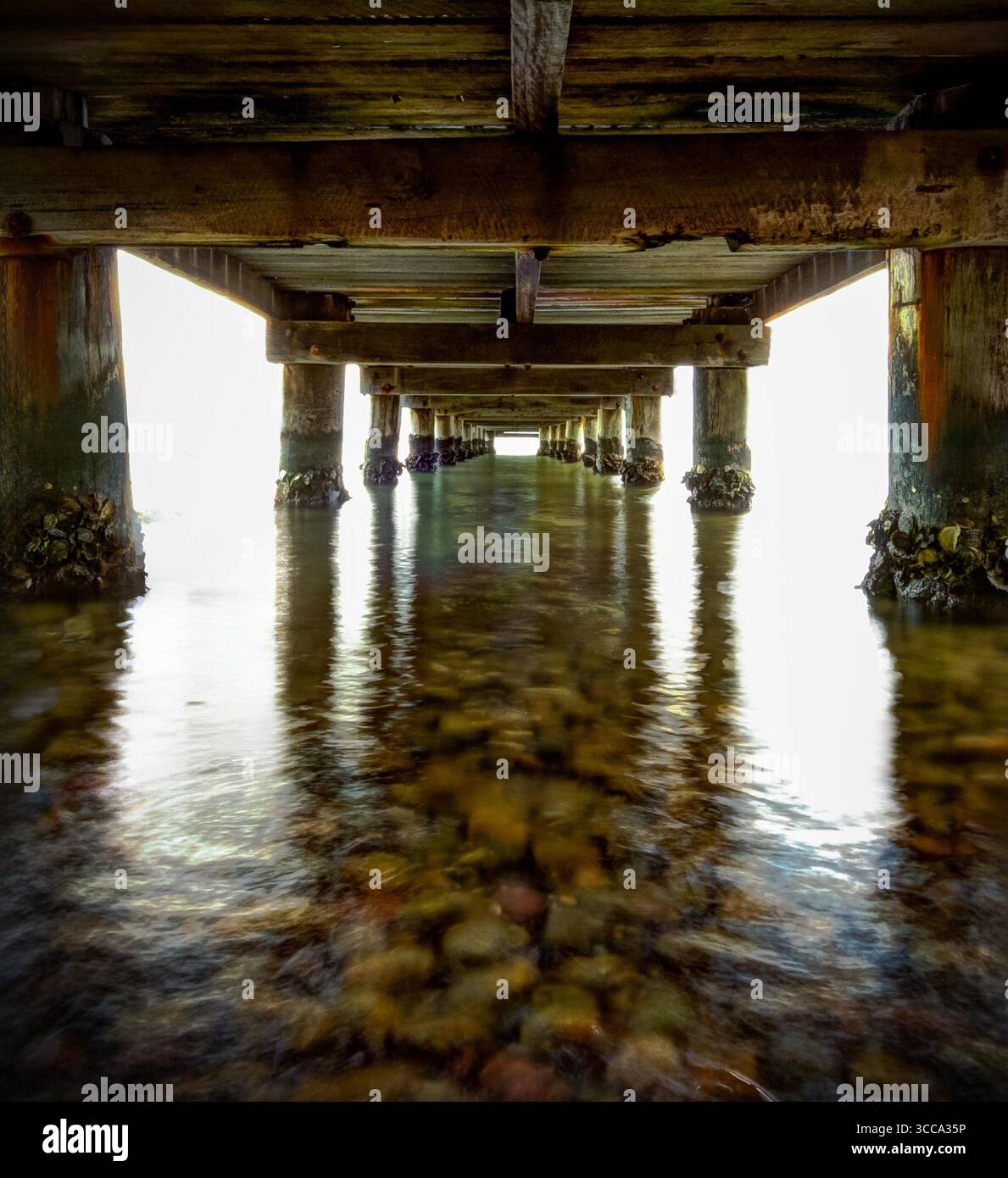Vue sur les poutres en bois altérées et les piliers en béton s'élèvent des eaux douces et réfléchissantes, créant une vision éthérée et symétrique en tunnel, Newcastle, Nouvelle-Galles du Sud, Australie Banque D'Images