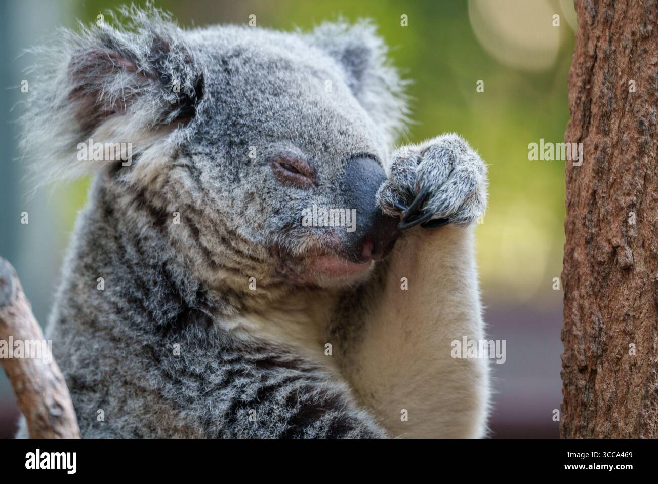 Lémuriens à queue annulaire, suricates et koalas observés au zoo Australia Zoo, Queensland, dans un comportement ludique et reposant. Banque D'Images