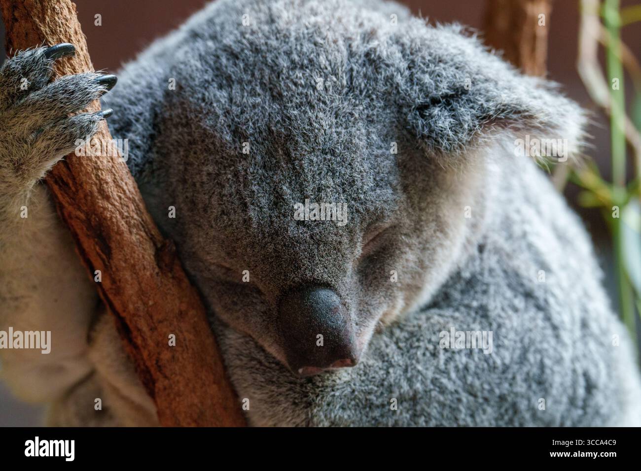 Lémuriens à queue annulaire, suricates et koalas observés au zoo Australia Zoo, Queensland, dans un comportement ludique et reposant. Banque D'Images