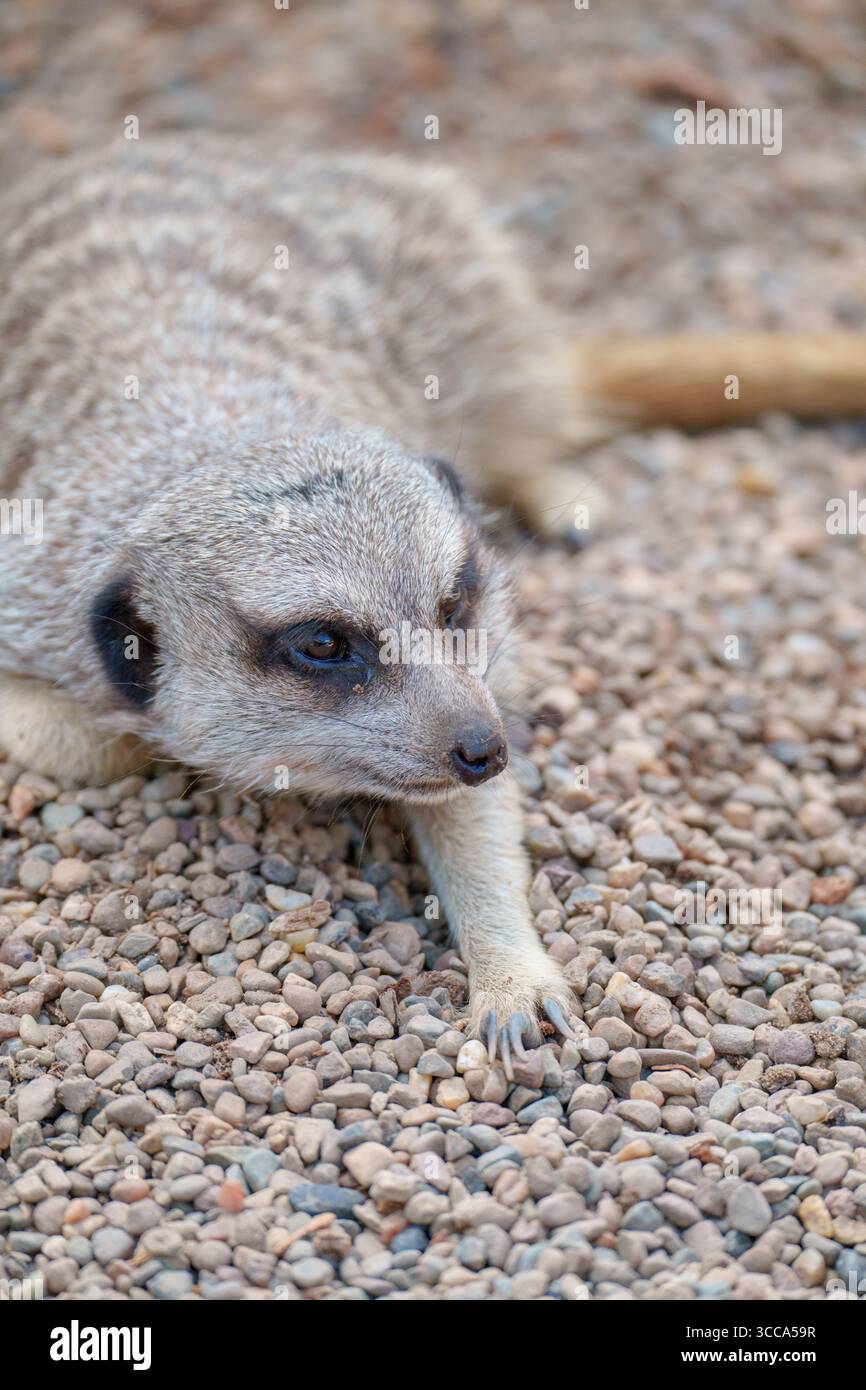 Lémuriens à queue annulaire, suricates et koalas observés au zoo Australia Zoo, Queensland, dans un comportement ludique et reposant. Banque D'Images