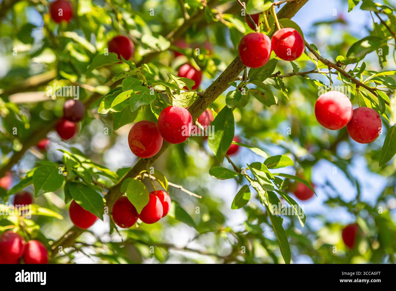 Les prunes pendent gracieusement des branches dans un verger ensoleillé, mettant en valeur leur riche couleur rouge sur un fond vibrant de feuillage luxuriant et de ciel bleu clair Banque D'Images