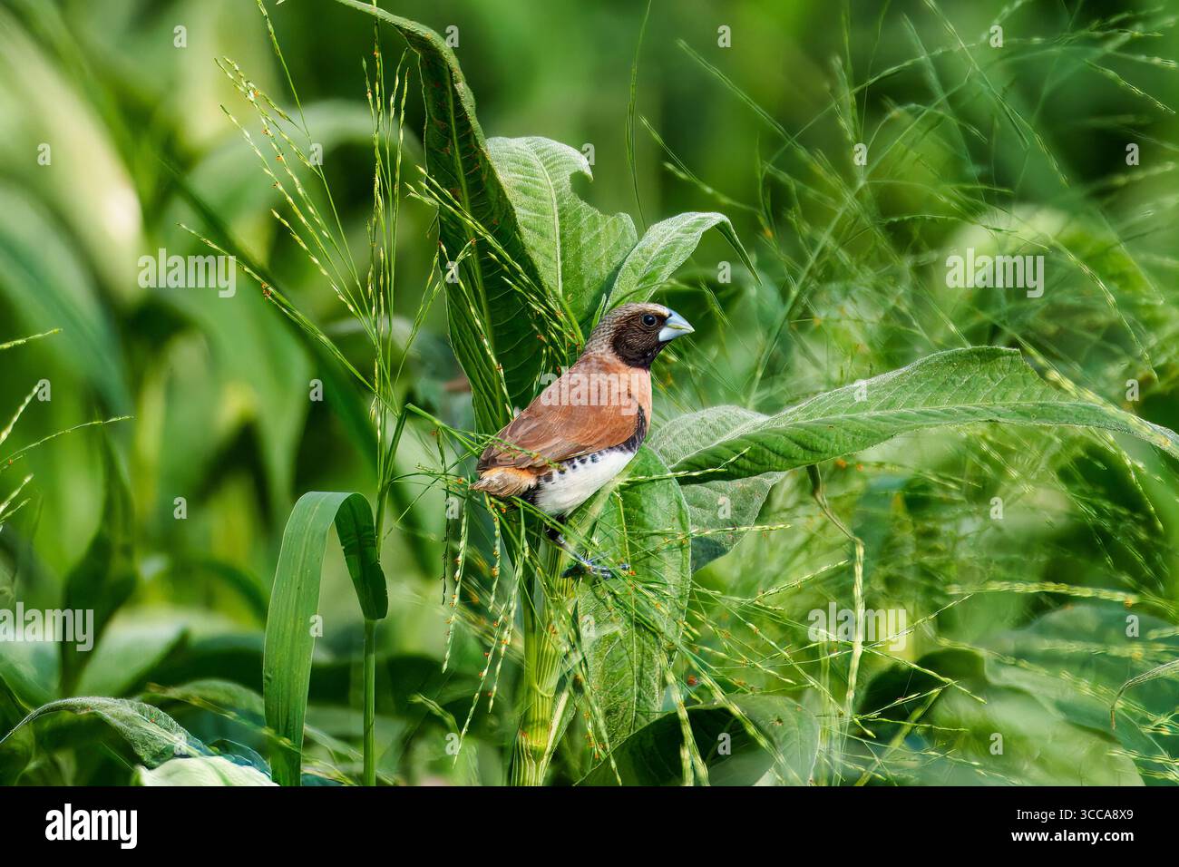 Mannikin (Lonchura castaneothorax) à la châtaigne dans un habitat naturel de zone humide à Logan Wetlands, Queensland, Australie. Banque D'Images