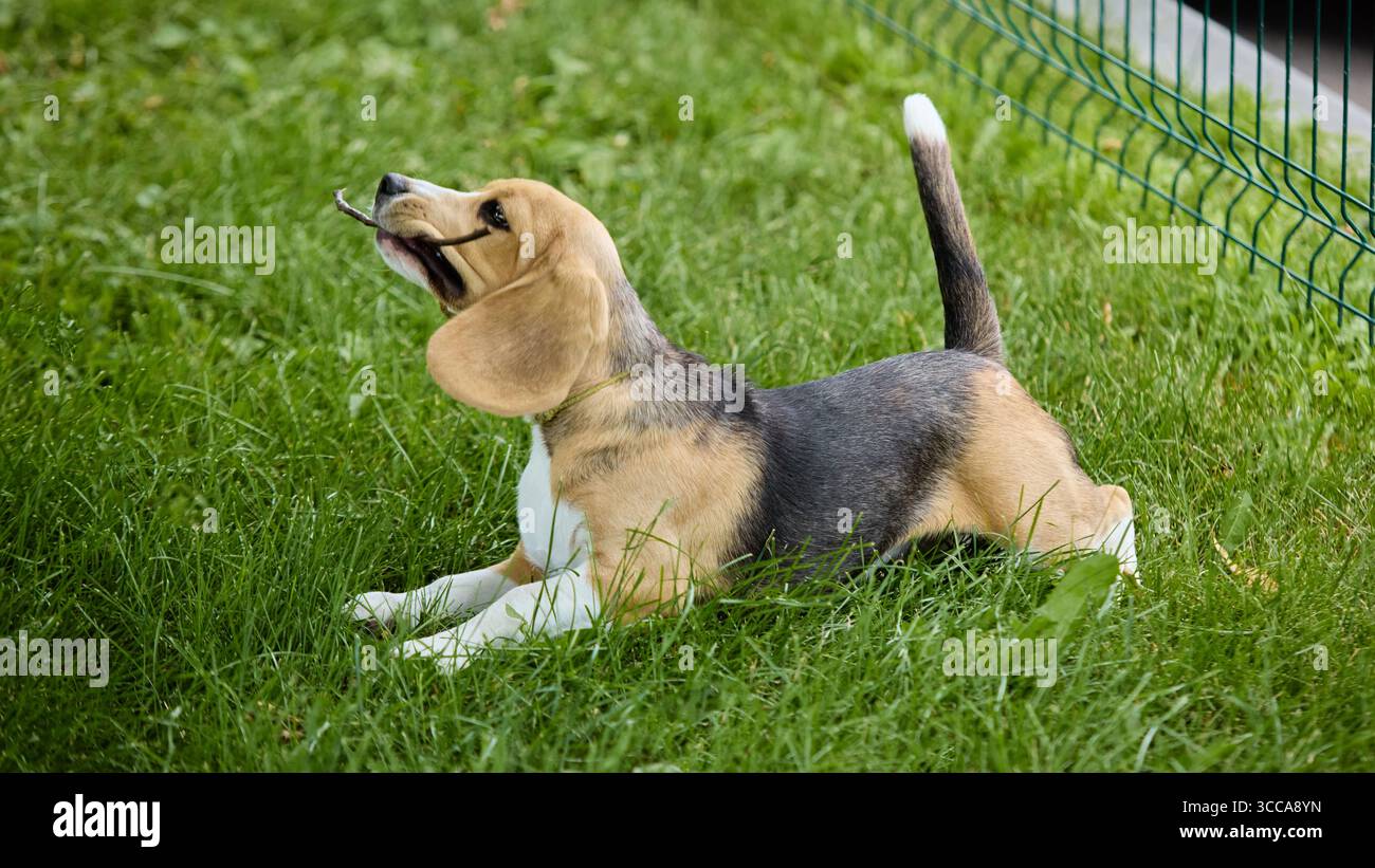 Chiot Beagle jouant avec bâton sur l'herbe avec une expression excitée Banque D'Images