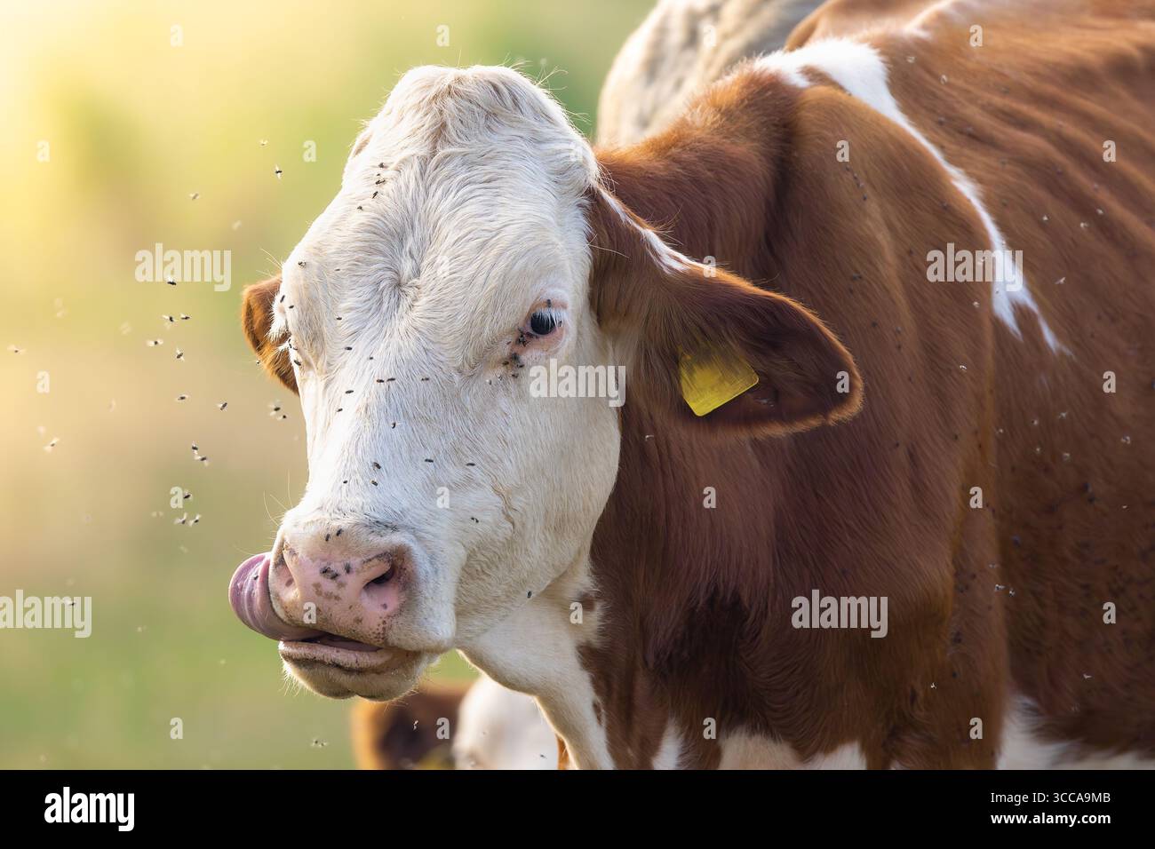 gros plan portrait de vache de ferme avec des mouches sur le visage, cadre rural, lumière naturelle, photographie d'animaux d'élevage Banque D'Images