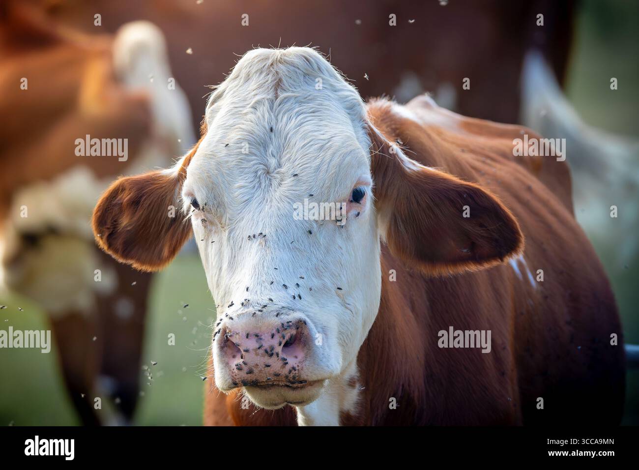 gros plan de vache de ferme entourée de mouches, montrant des détails naturels, des insectes sur le visage et autour du corps Banque D'Images