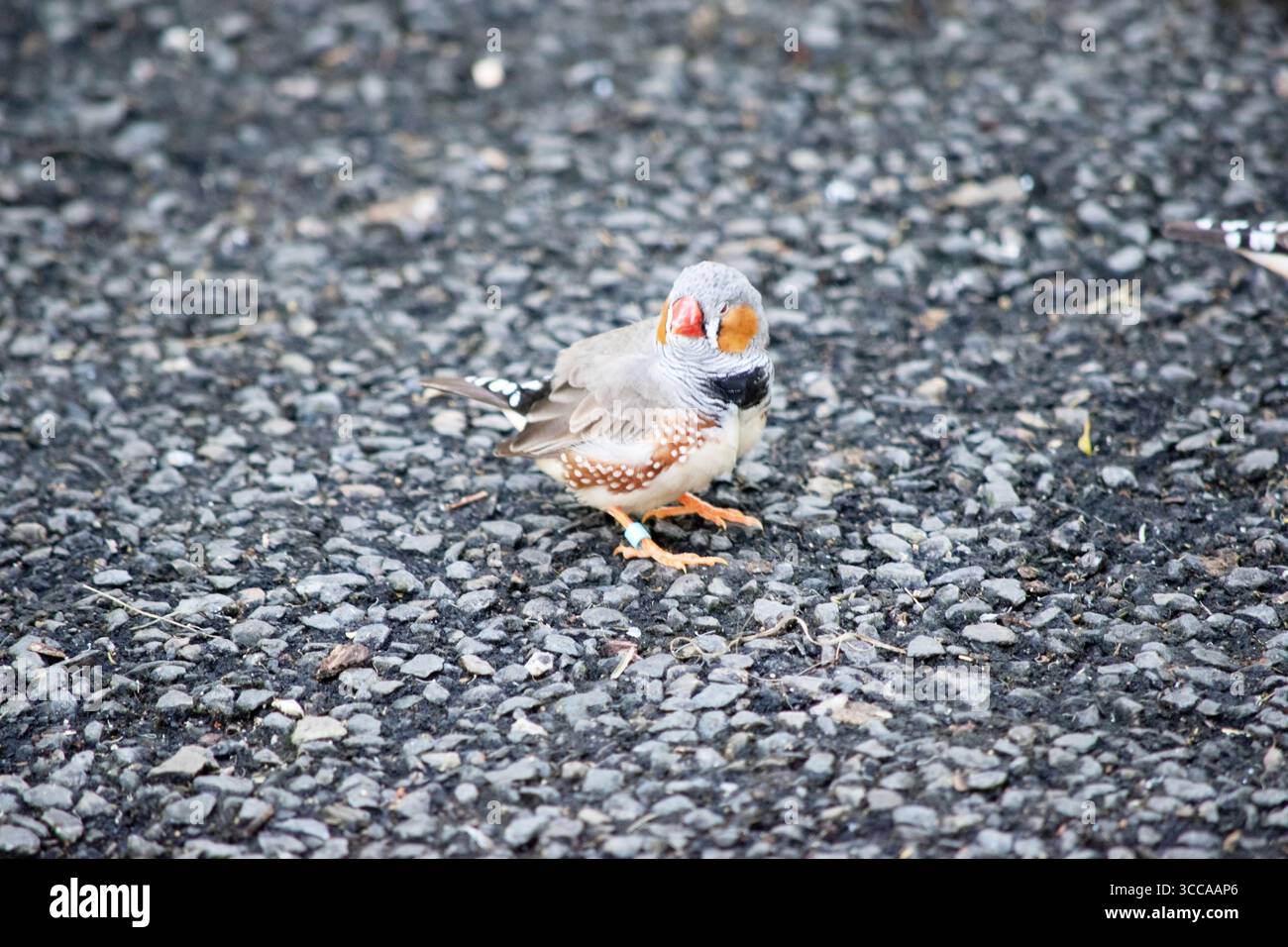 le zèbre mâle finch a un corps gris avec un blanc sous le ventre avec une queue noire et blanche. Il a des joues orange et une bande noire sur son visage Banque D'Images