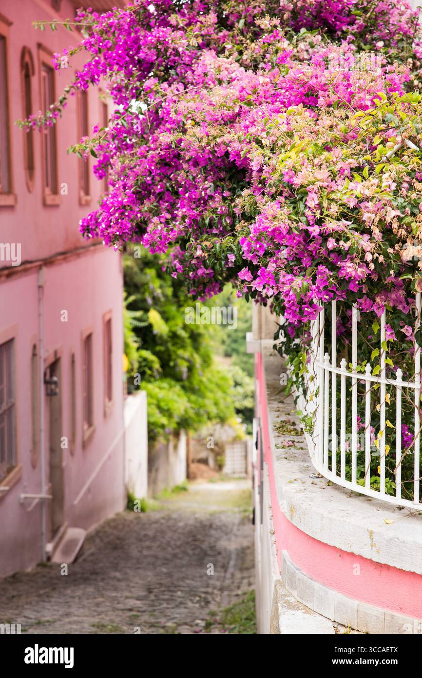 Bougainvilliers roses sur balcon dans une rue pavée à Sintra Banque D'Images