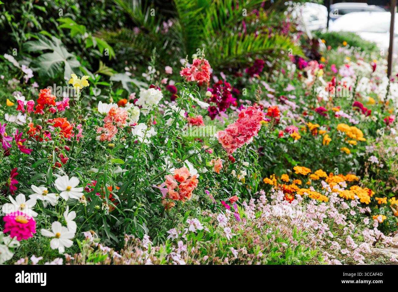 Lit de fleurs de jardin coloré en pleine floraison, Dublin, Irlande Banque D'Images