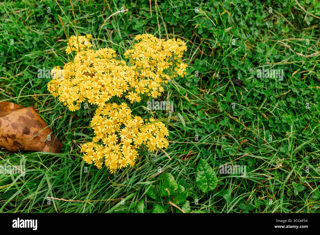 Grappe de petites fleurs sauvages jaunes poussant dans l'herbe verte Banque D'Images
