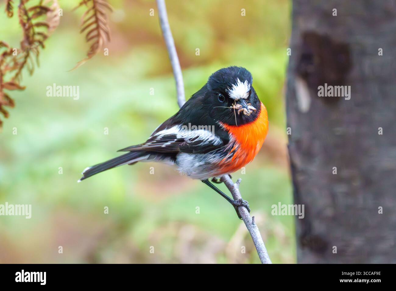 Rouge-gorge écarlate (Petroica boodang) montrant une poitrine rouge vif dans un habitat forestier, Tasmanie, Australie. Banque D'Images