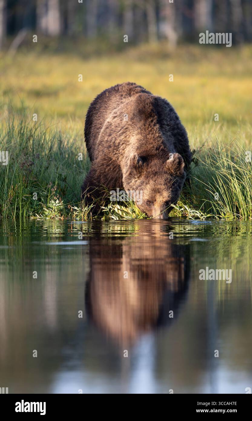 L'eau potable de l'ours brun d'Eurasie (Ursus arctos arctos). Photographié en Finlande orientale (Lentiira) Banque D'Images
