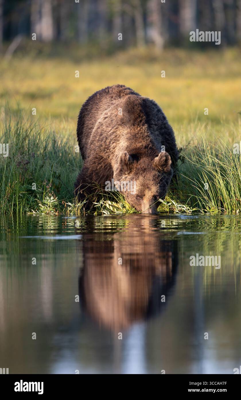 L'eau potable de l'ours brun d'Eurasie (Ursus arctos arctos). Photographié en Finlande orientale (Lentiira) Banque D'Images