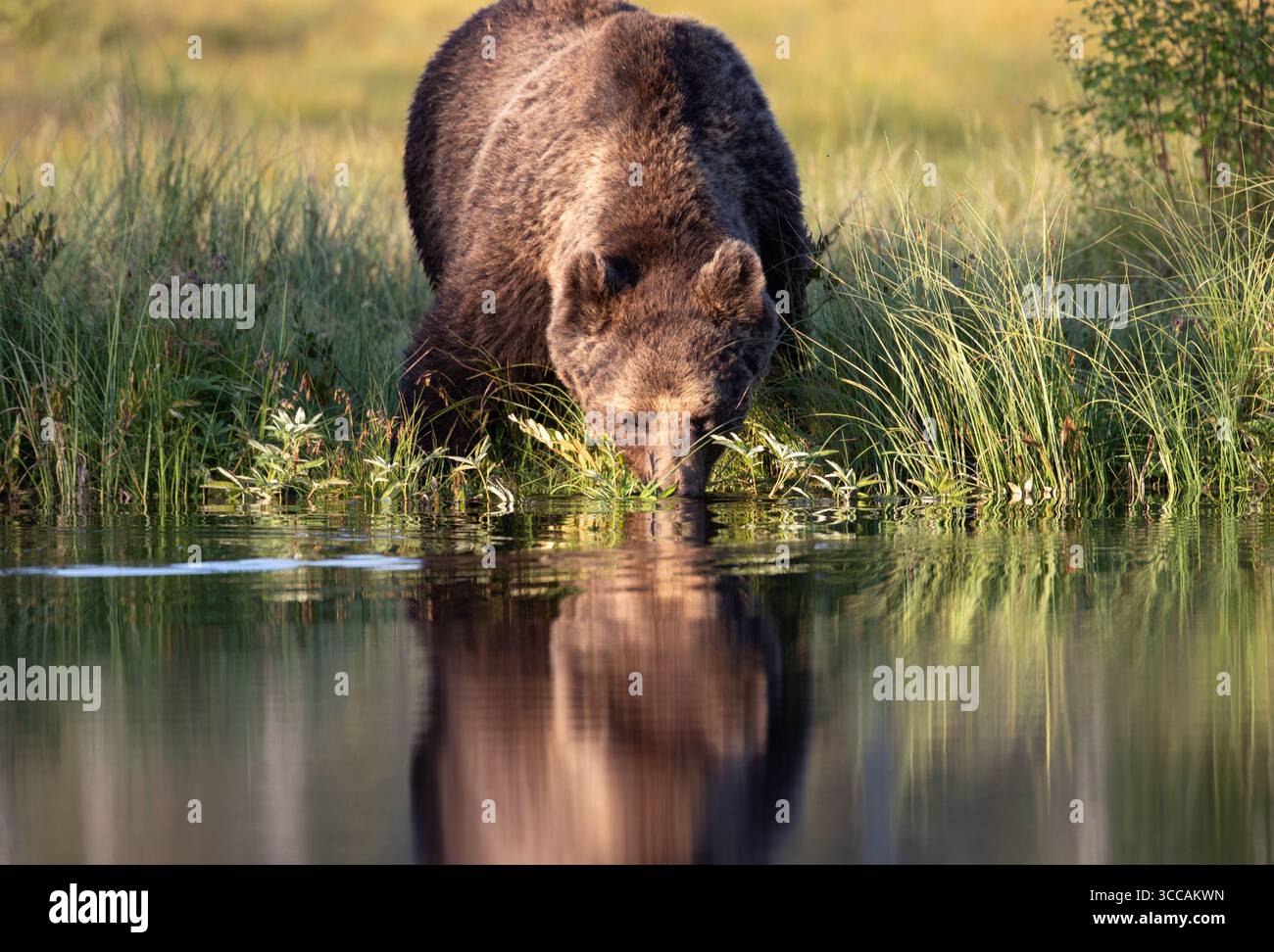 L'eau potable de l'ours brun d'Eurasie (Ursus arctos arctos). Photographié en Finlande orientale (Lentiira) Banque D'Images
