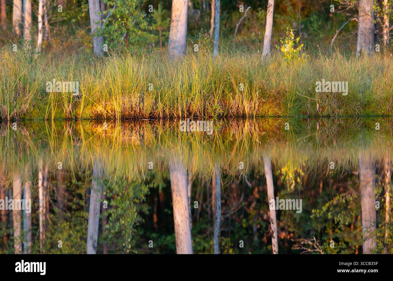 Fin de l'été dans la taïga finlandaise. Réflexions de la végétation dans la surface miroir d'un lac forestier. Photographié à Lentiira, Finlande Banque D'Images