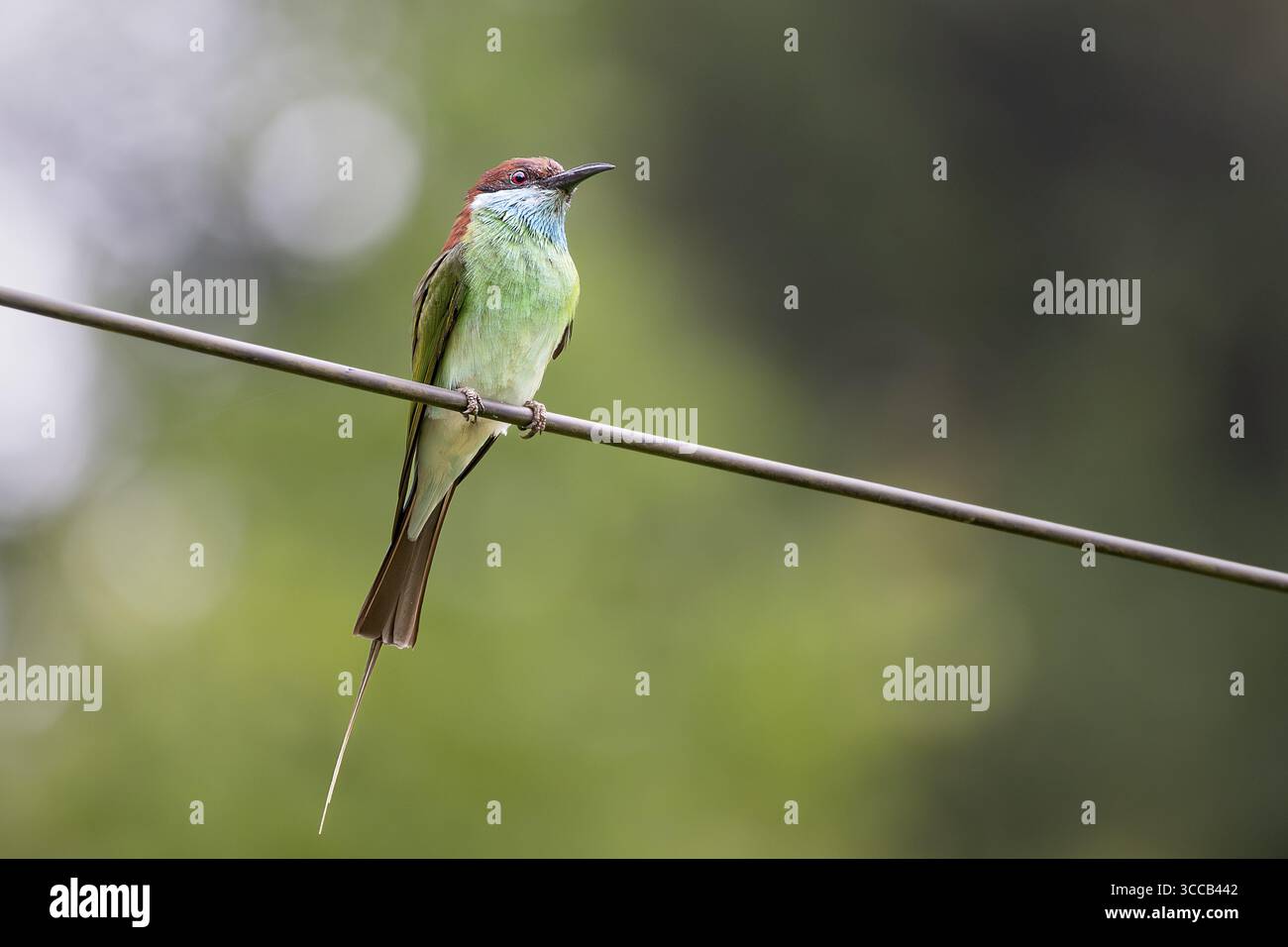 Mangeur d'abeilles malaisien (Merops viridis), Lahad Datu, Sabah, Malaisie Banque D'Images