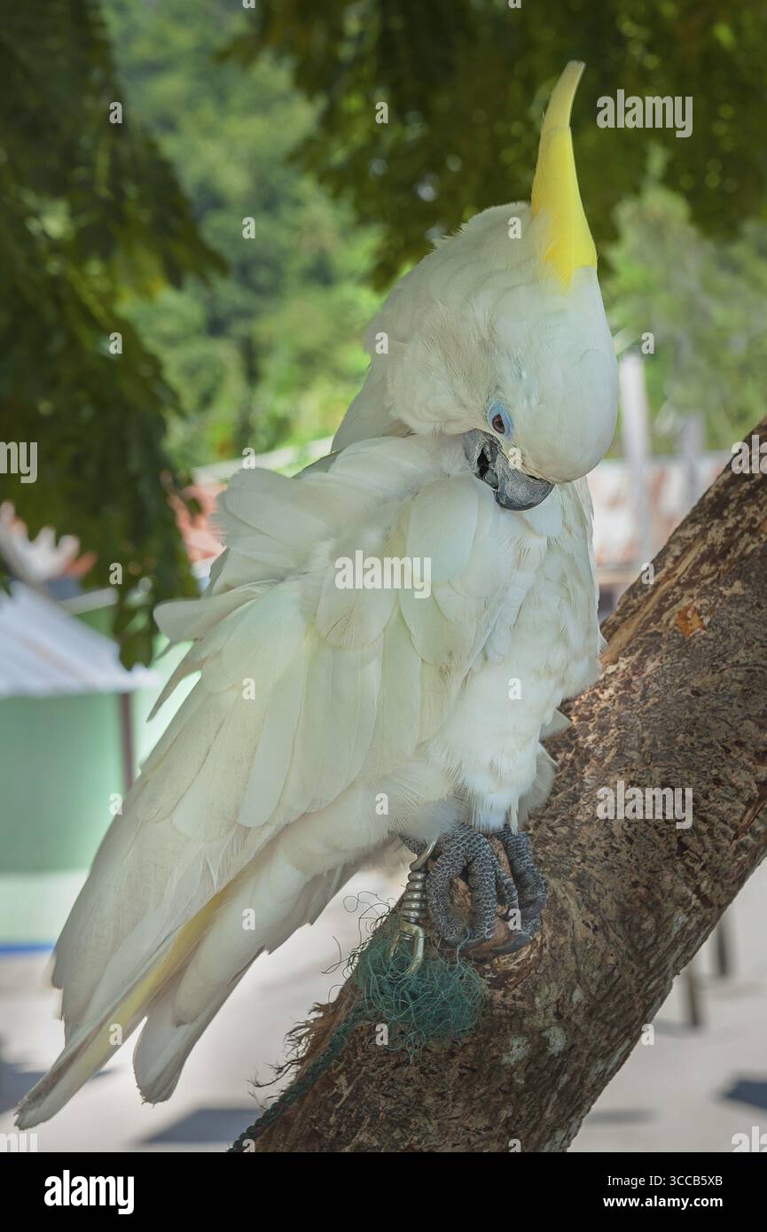 Cacatoès à crête jaune (Cacatua galerita), village de Yenbuba, île de Mansuar, Raja-Ampat, détroit de Dampier, Papouasie occidentale, Nouvelle-Guinée occidentale, Indonésie Banque D'Images