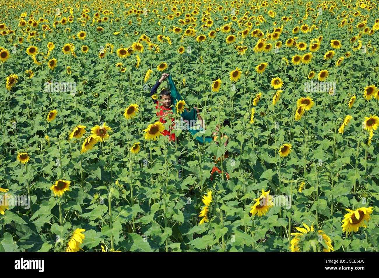 Brahmanbaria, Bangladesh - 01 mars 2020 : vue d'une figure vibrante au milieu d'une mer de tournesols, leurs têtes dorées créant un contraste saisissant avec le champ verdoyant. Banque D'Images