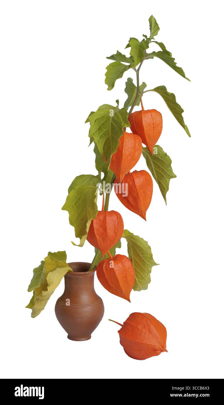 Branche rouge orange vif de la plante Physalis mûrissant à la fin de l'été, Biélorussie Banque D'Images