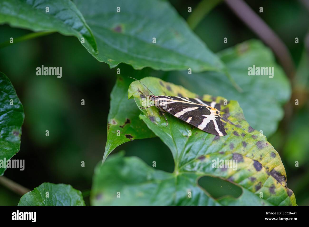 Teigne du tigre de Jersey (Euplagia quadripunctaria) au repos Banque D'Images