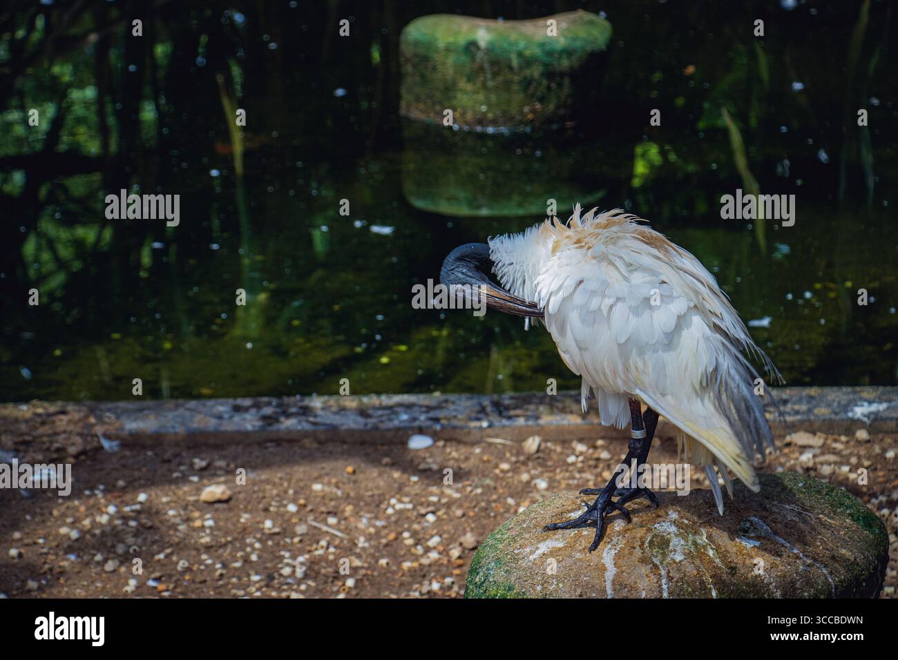 Un oiseau blanc australien ibis (Threskiornis molucca) se dresse sur un rocher mousselé à côté d'un étang, préparant ses plumes sous la lumière du soleil dans un habitat zoologique, avec Banque D'Images