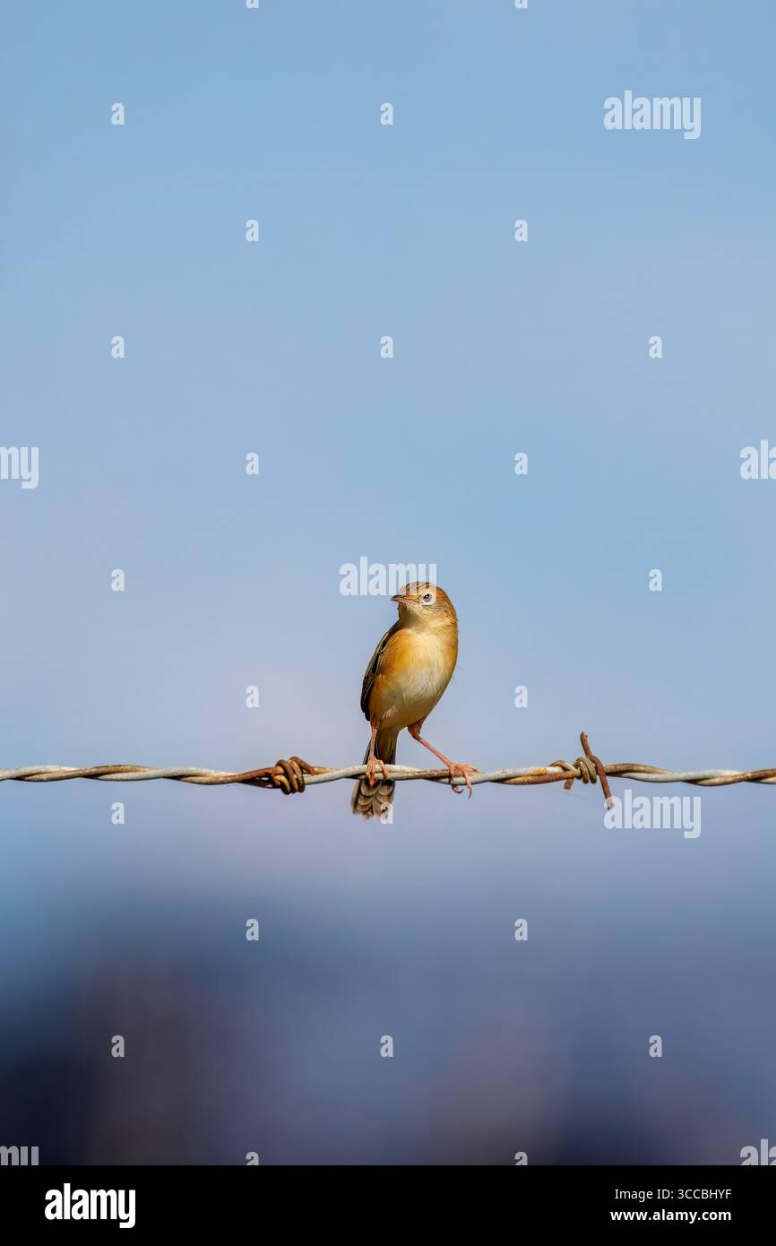 Une variété d'oiseaux indigènes australiens, y compris des wrens, des perroquets, des silvereyes, des fairywrens, des miels, pépins, volins, oiseaux de mer et corbeaux, perchés an Banque D'Images