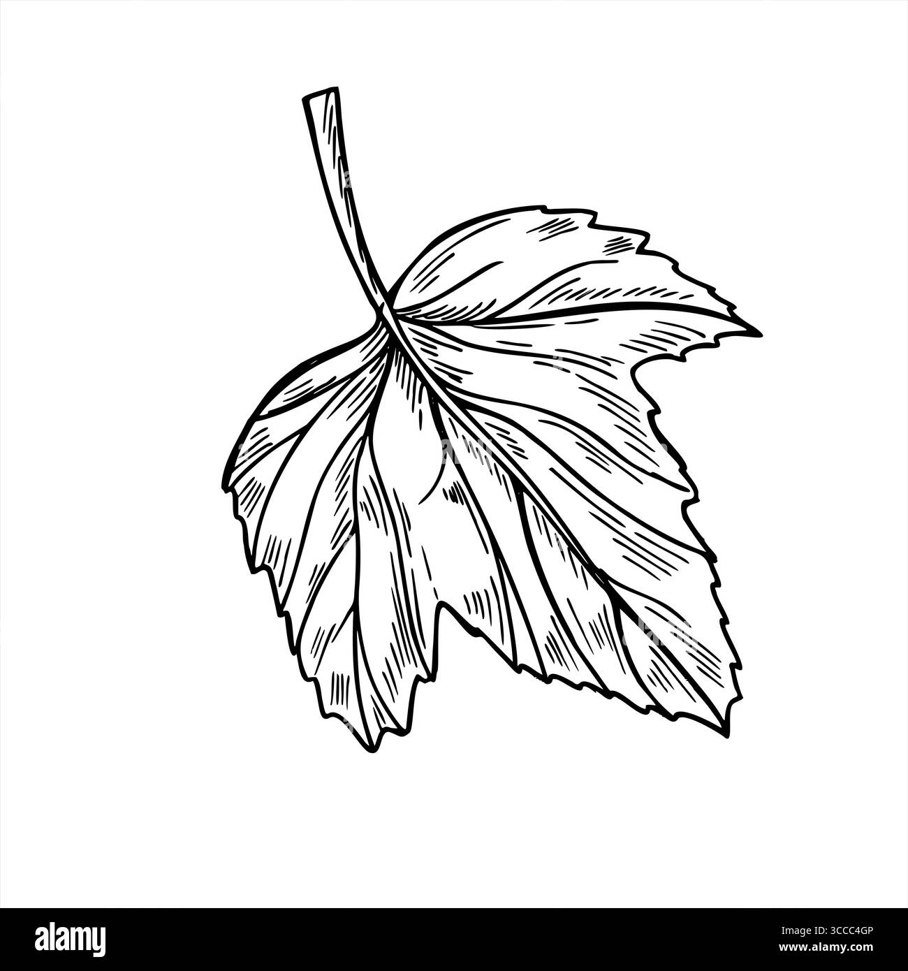 Illustration vectorielle de feuille de cassis monochrome. Viburnum noir et blanc dessiné à la main ou plante de groseille à maquereau. Élément floral pour la conception de la récolte d'été Illustration de Vecteur Illustration vectorielle de feuille de cassis monochrome. Viburnum noir et blanc dessiné à la main ou plante de groseille à maquereau. Élément floral pour la conception de la récolte d'été Illustration de Vecteur