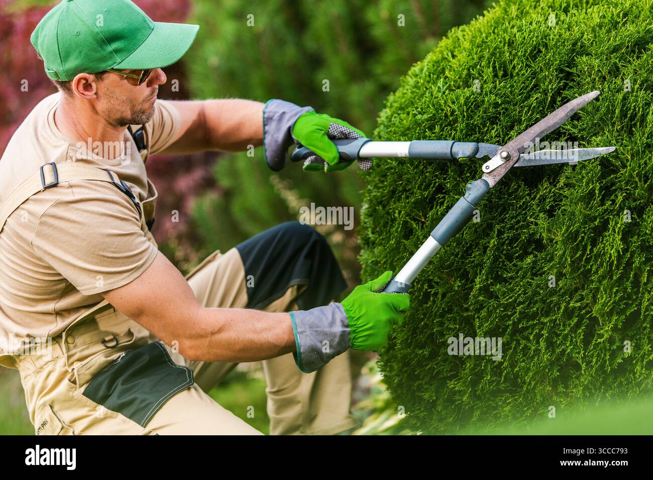 Un jardinier portant des gants et une casquette taillent soigneusement un buisson rond dans un jardin luxuriant pendant la journée, mettant en valeur des techniques d'aménagement paysager qualifiées. Banque D'Images