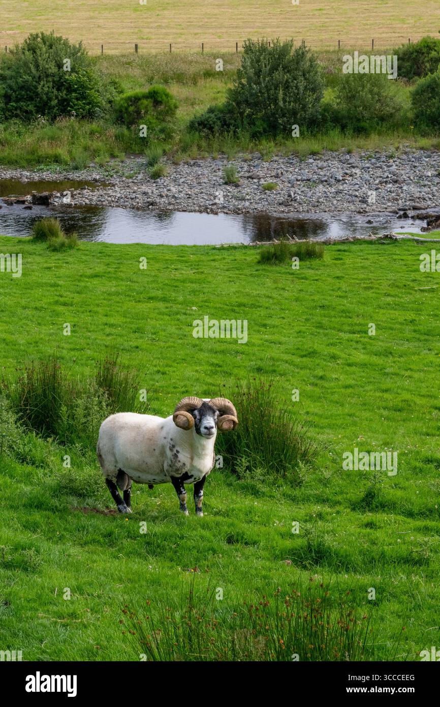 Paysage de campagne de Dumfries et Galloway, Écosse. Banque D'Images