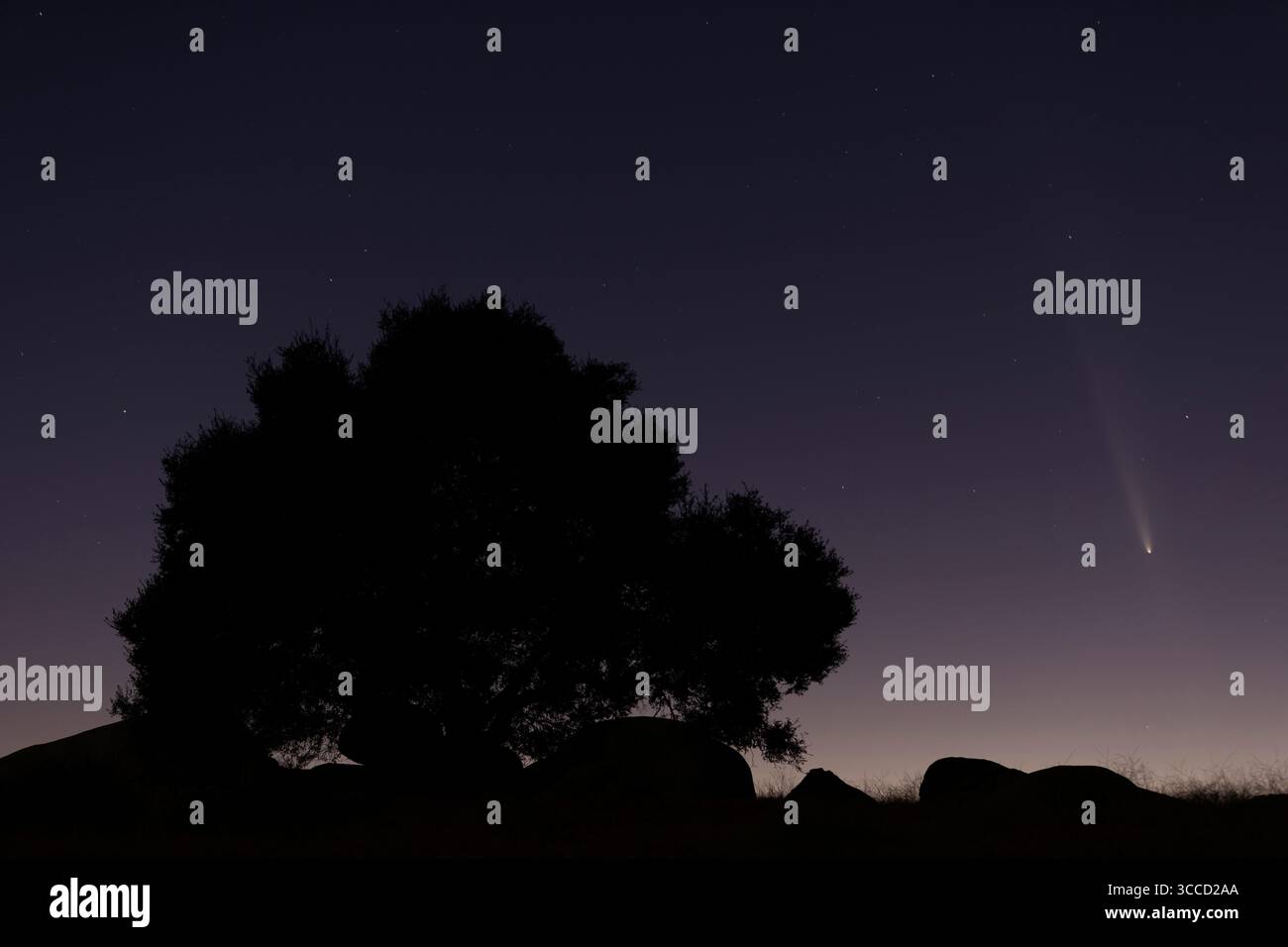 Comète C/2023 A3 (Tsuchinshan-Atlas) vue tôt le matin de Ramona Grasslands Preserve, Ramona, Californie Banque D'Images