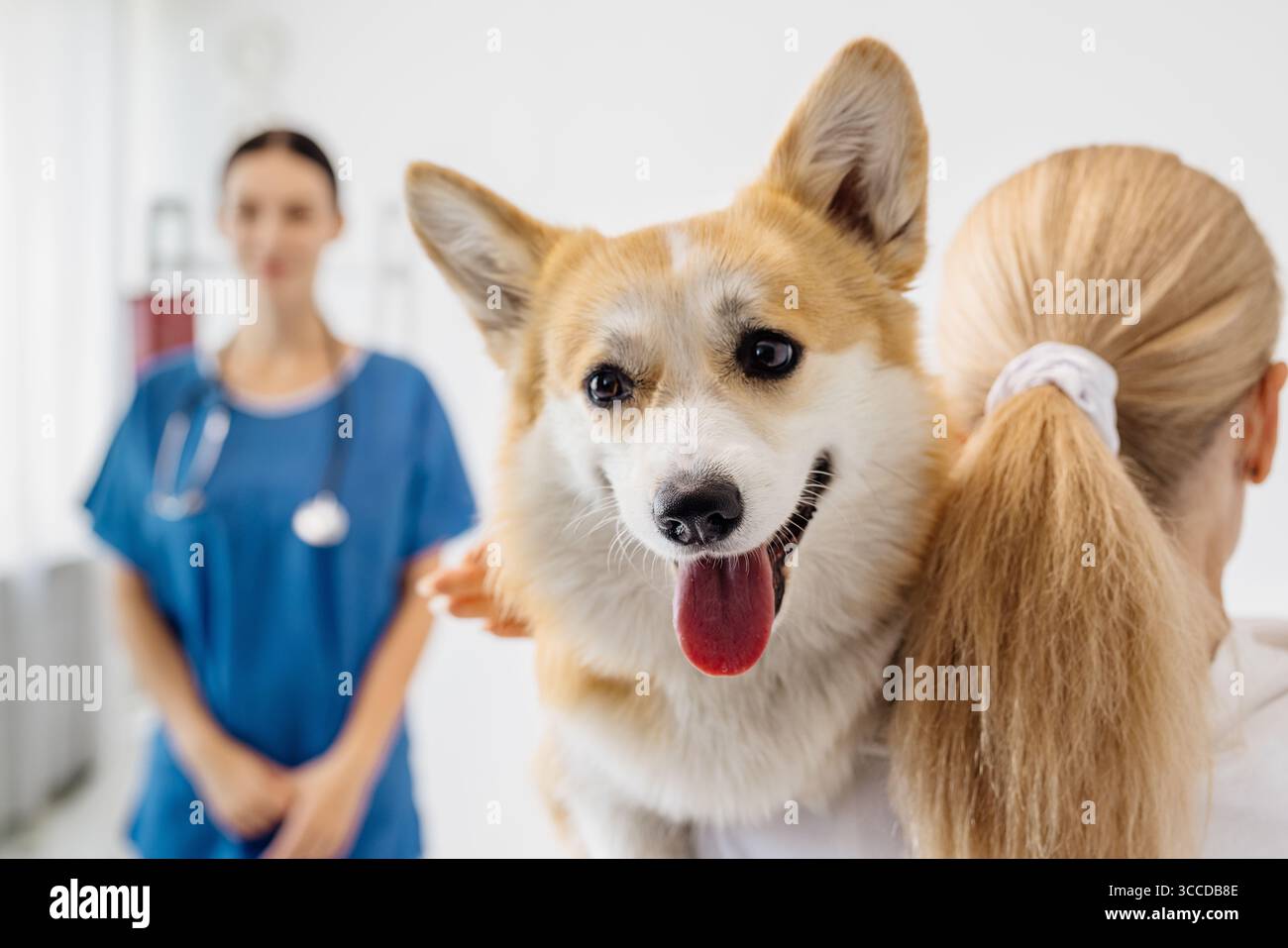 clinique vétérinaire Banque D'Images