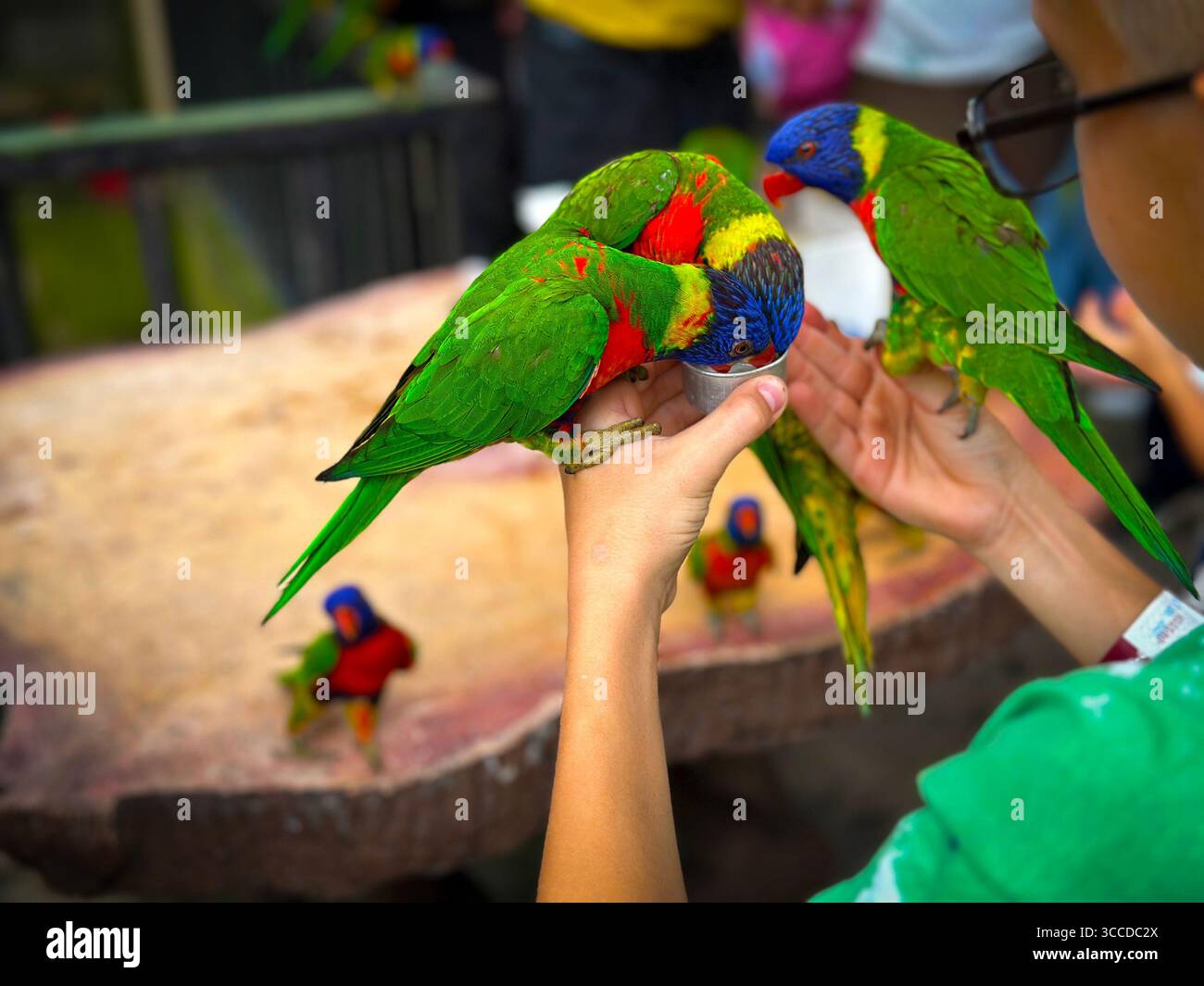 Les lorikeets colorés se nourrissent de la main d'une personne dans un cadre extérieur animé avec un environnement de zoo flou - Image de stock capturée avec un smartphone