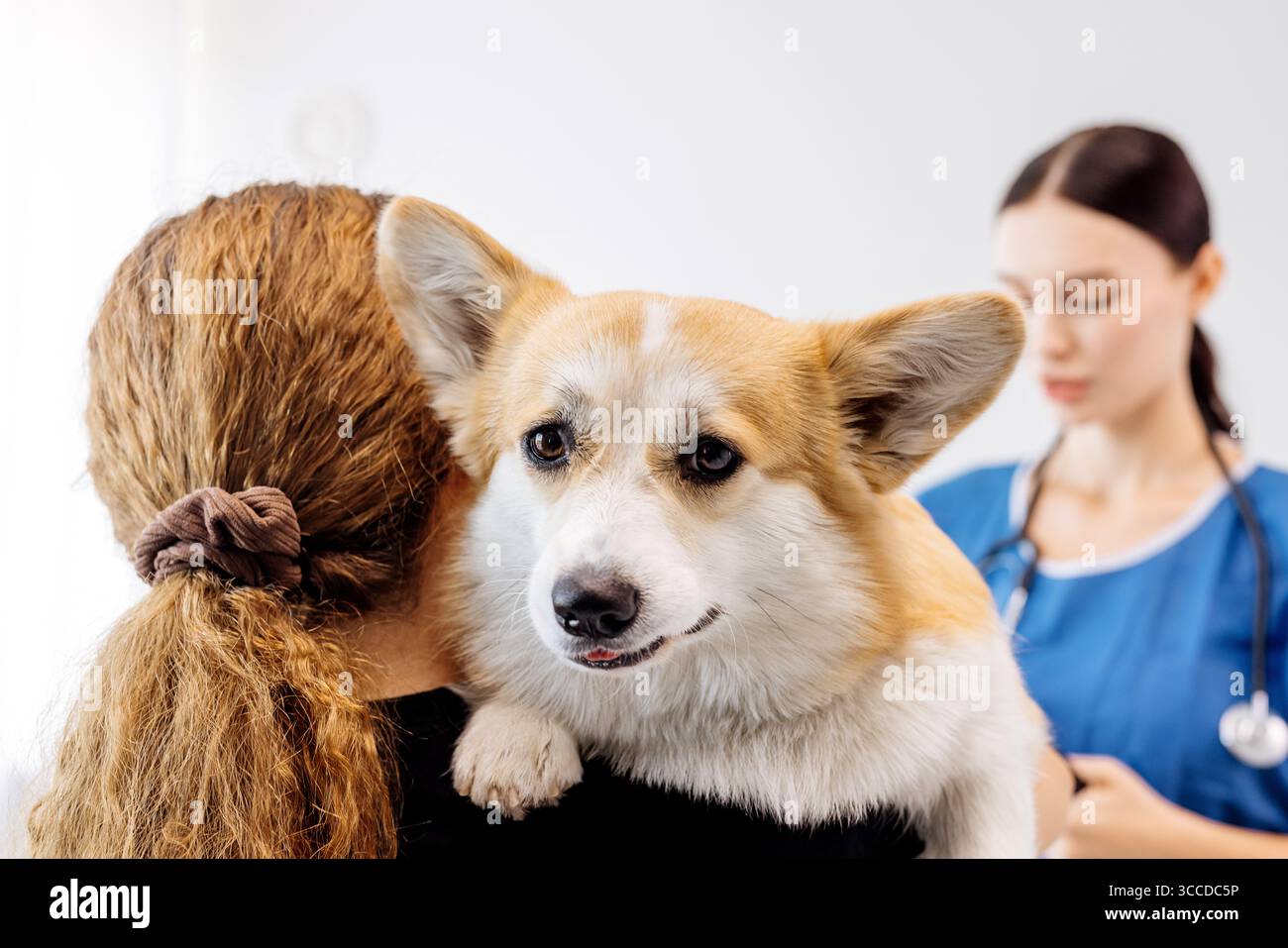 Un vétérinaire se concentre sur l'examen d'un chien corgi détenu par son propriétaire dans une clinique vétérinaire lumineuse, soulignant le lien entre les animaux de compagnie et leur cargot Banque D'Images