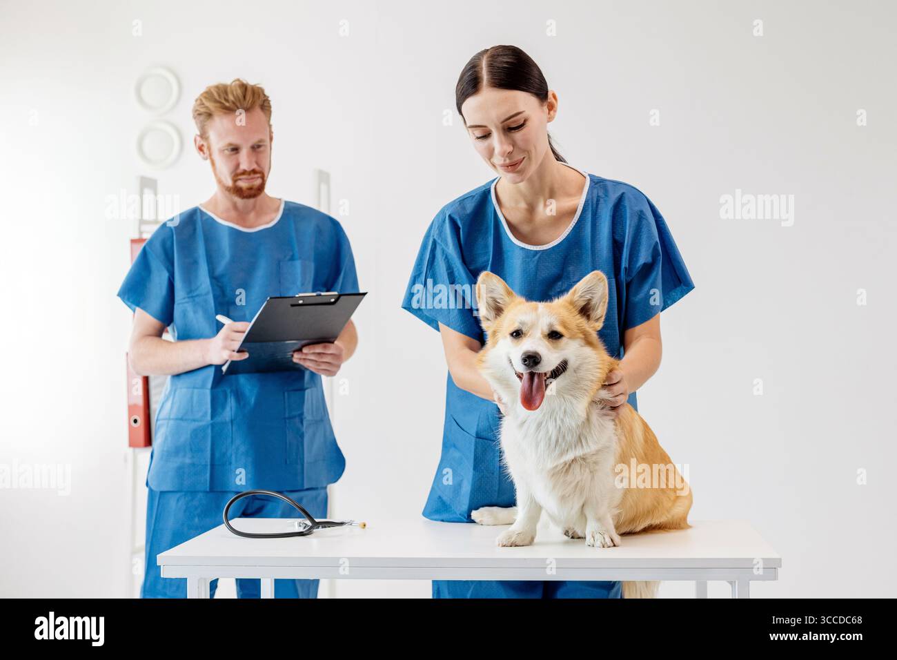 Vétérinaire en gommages bleus examine un corgi sur une table tandis qu'un assistant prend des notes, créant une atmosphère professionnelle dans un vétérinaire moderne Banque D'Images