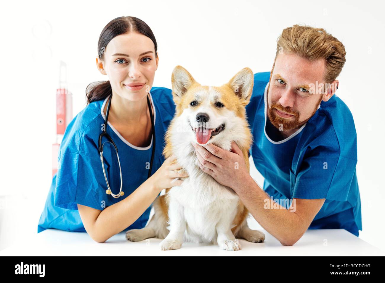 L'équipe vétérinaire dans les gommages, est souriante tout en tenant un chien corgi heureux dans une clinique vétérinaire, démontrant des soins compatissants et dévouement pour les animaux de compagnie Banque D'Images